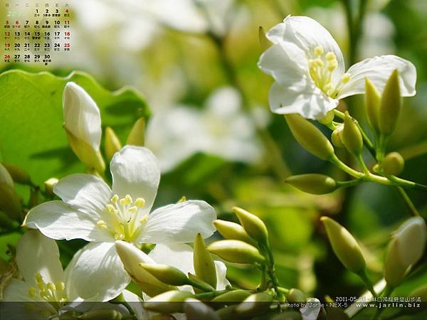 2001年五月‧油桐花