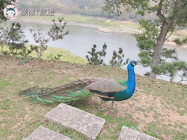 苗栗景點_苗栗咖啡廳_明德水庫日新島＿水榭樓台-15.jpg