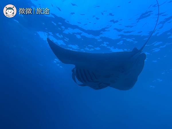 藍夢島_國外潛旅_峇里島潛水_Siren Diving Lembongan-15.jpg