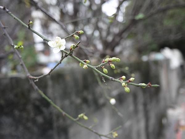P1090374.JPG
