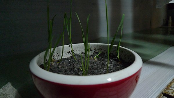 P1000705.JPG