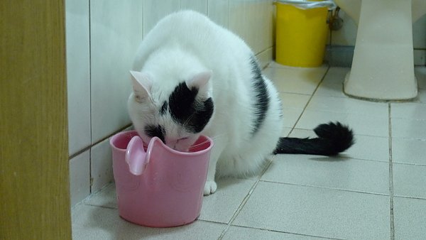 P1000675.JPG