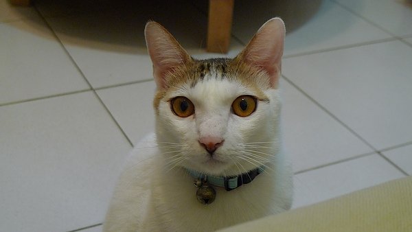 P1000690.JPG