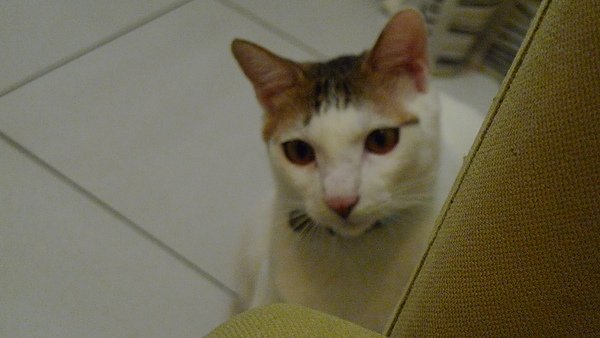 P1000699.JPG