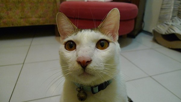 P1000696.JPG