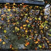 _MG_1737a.jpg
