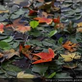 _MG_1741a1.jpg