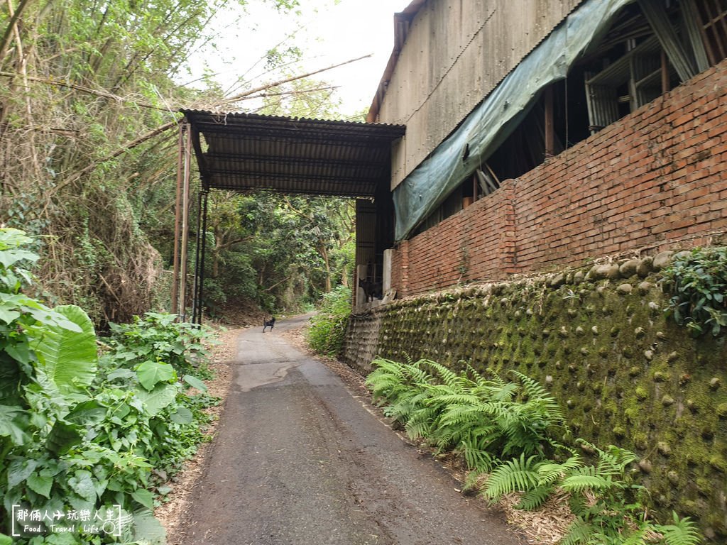 油桐花-3.jpg