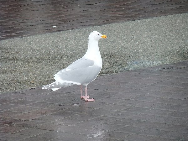 DSCF3552.jpg
