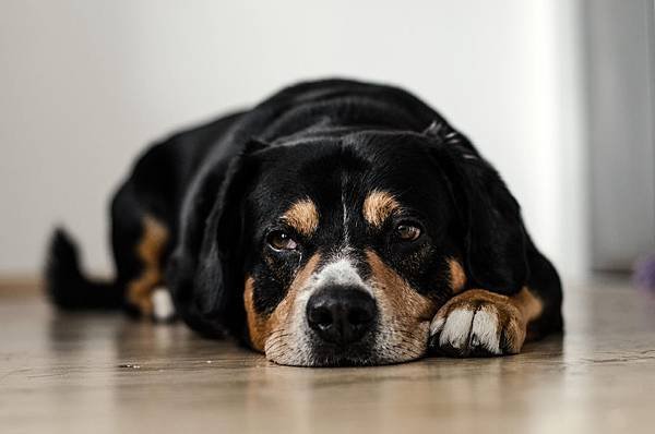 dog_laying_on_the_floor.jpg