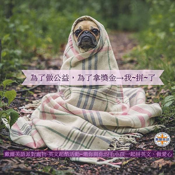 dog with blanket 2.jpg