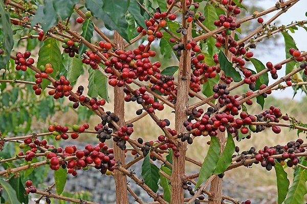 Coffee tree.jpg