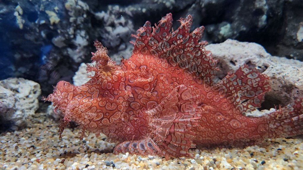 鳥獸蟲魚 花草集