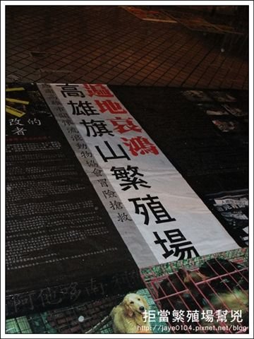 飢餓、囚禁、死亡：買寵物的背後 (34).jpg