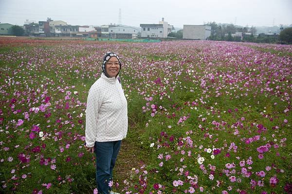 1116_1蘆竹鄉坑口村花展_011