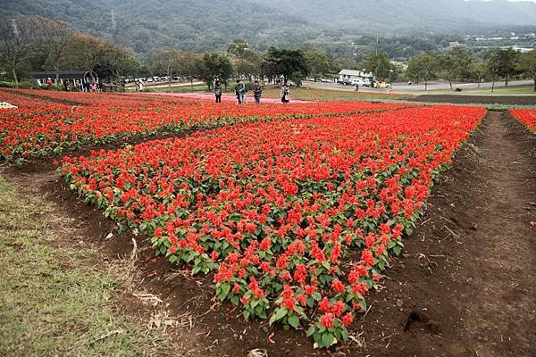 121231_2大溪花海農場_023