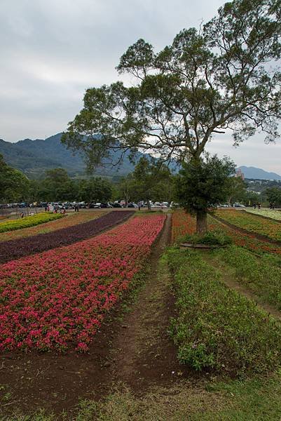 121231_2大溪花海農場_041