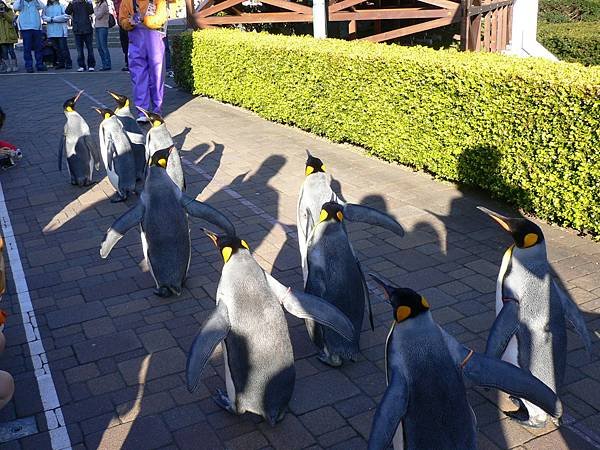 1125_2登別_尼克斯水族館_009_企鵝遊行