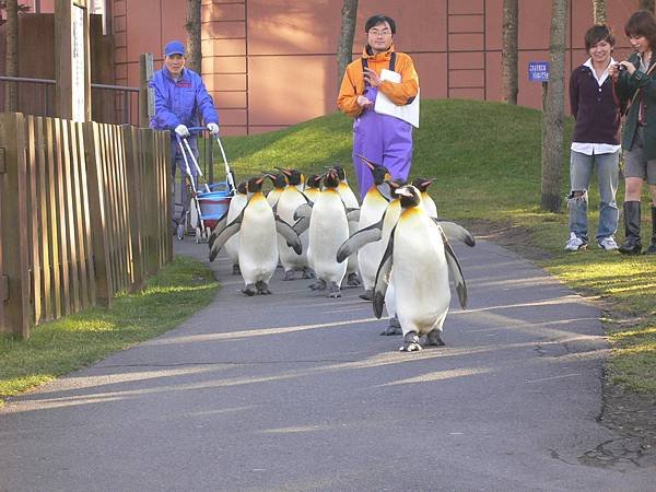 1125_2登別_尼克斯水族館_004_企鵝遊行