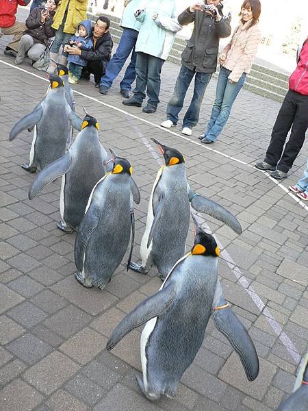 1125_2登別_尼克斯水族館_011_企鵝遊行