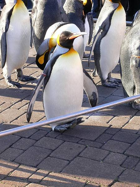 1125_2登別_尼克斯水族館_031_企鵝遊行_聽訓_還沒講完_腳都酸了