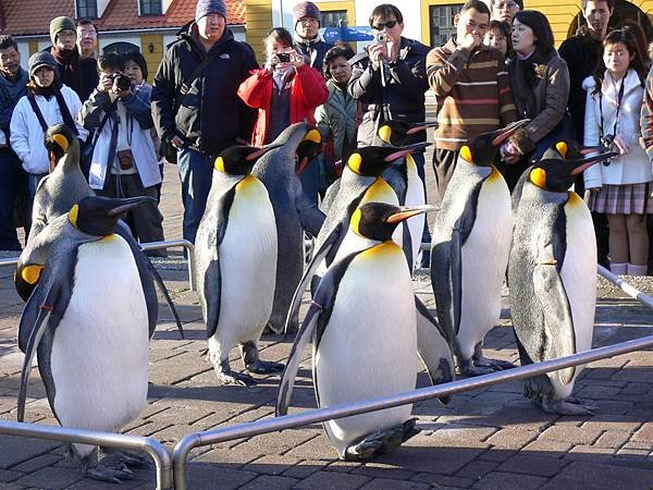 1125_2登別_尼克斯水族館_032_企鵝遊行_聽訓_還沒講完_腳都酸了