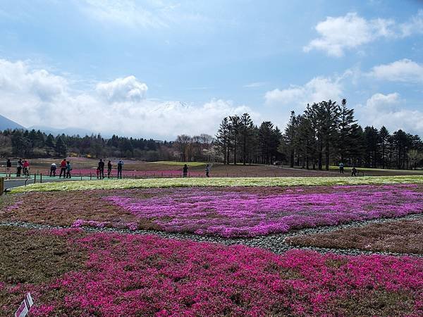 0501_3富士山芝櫻祭會場_058