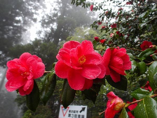 0430_5箱根神社_053