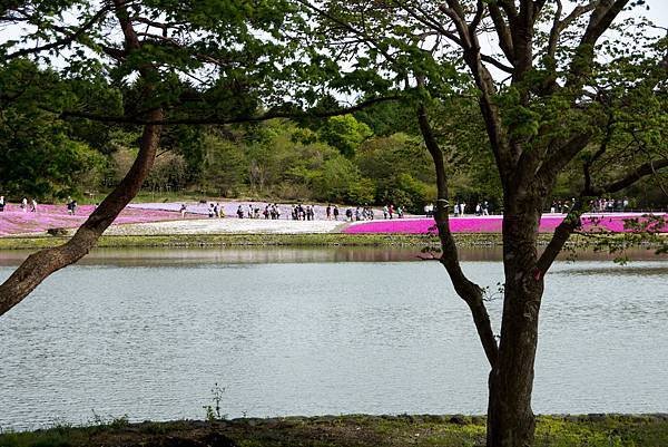 0518_5河口湖_芝櫻公園_358