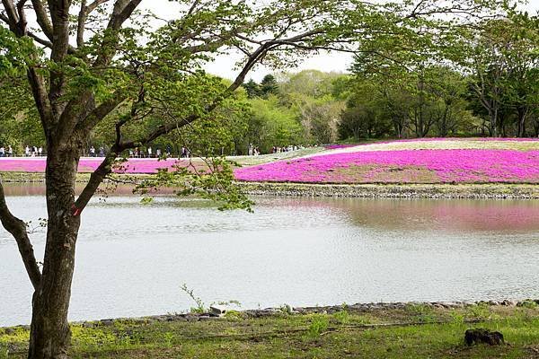 0518_5河口湖_芝櫻公園_360