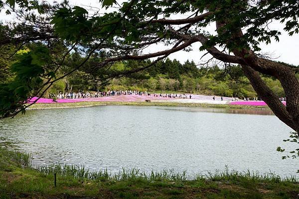 0518_5河口湖_芝櫻公園_359