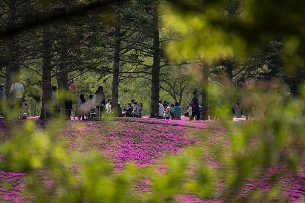 0518_5河口湖_芝櫻公園_357