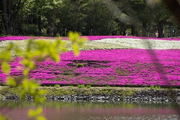 0518_5河口湖_芝櫻公園_356