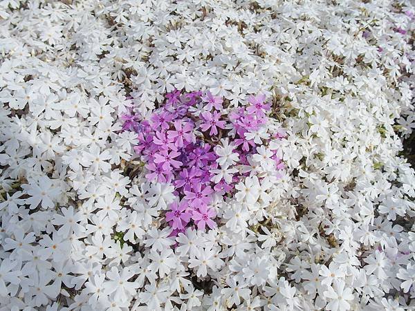 0518_5河口湖_芝櫻公園_316