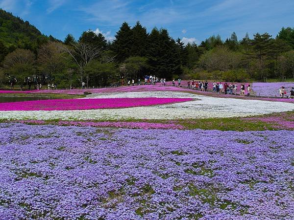 0518_5河口湖_芝櫻公園_186