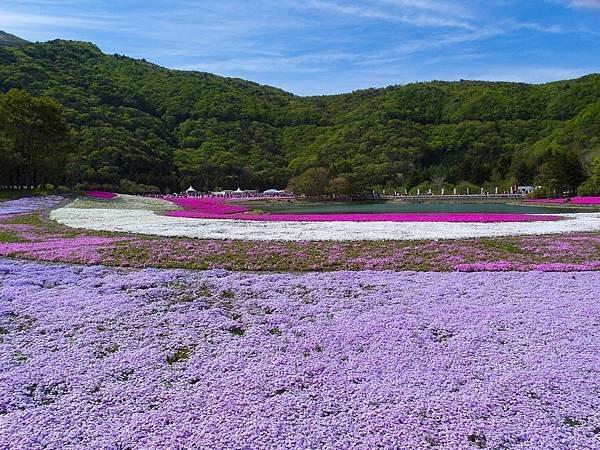 0518_5河口湖_芝櫻公園_195