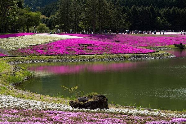 0518_5河口湖_芝櫻公園_228