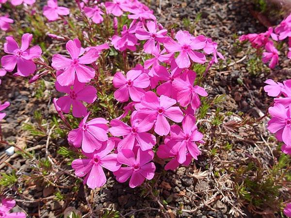 0518_5河口湖_芝櫻公園_163