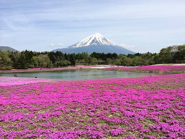 0518_5河口湖_芝櫻公園_130