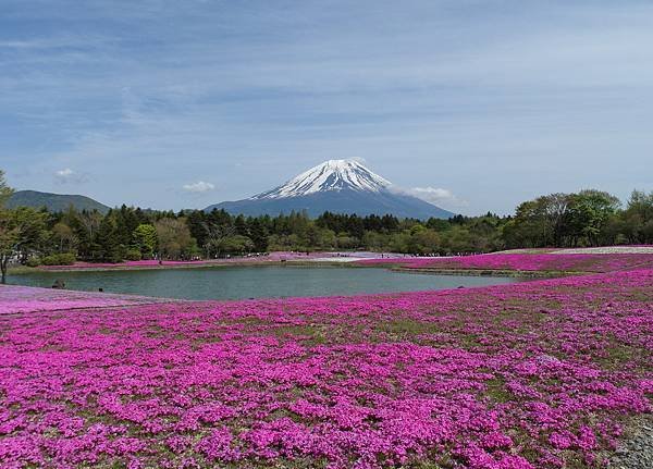 0518_5河口湖_芝櫻公園_126