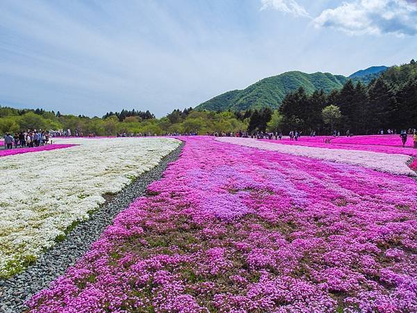 0518_5河口湖_芝櫻公園_107