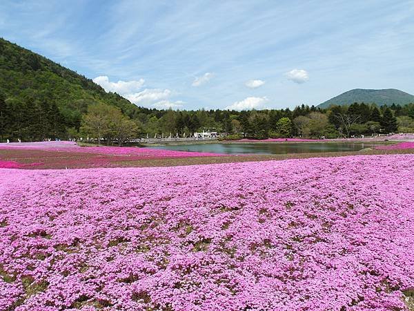 0518_5河口湖_芝櫻公園_146