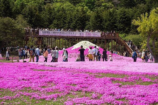 0518_5河口湖_芝櫻公園_087