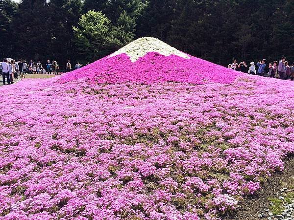 0518_5河口湖_芝櫻公園_076