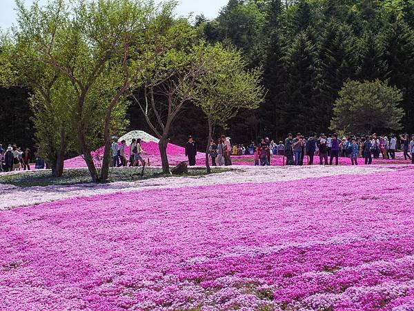 0518_5河口湖_芝櫻公園_086