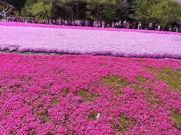 0518_5河口湖_芝櫻公園_053