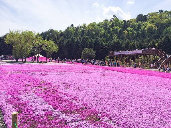 0518_5河口湖_芝櫻公園_056