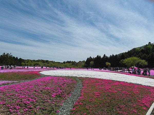 0518_5河口湖_芝櫻公園_024