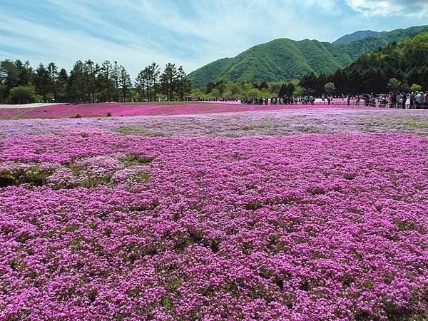 0518_5河口湖_芝櫻公園_018