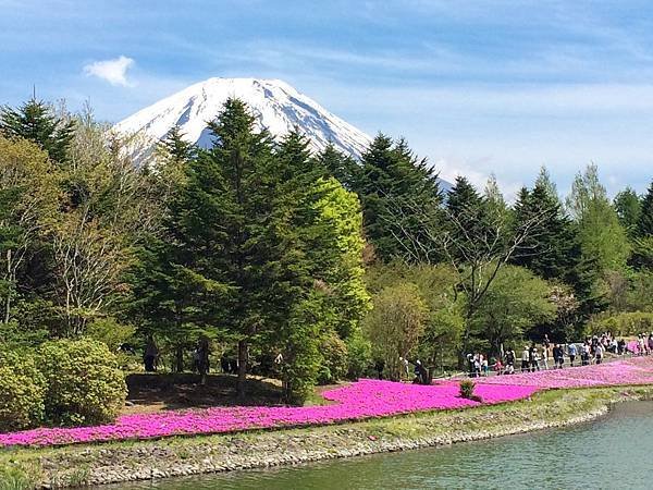 0518_5河口湖_芝櫻公園_019